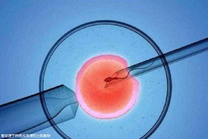 胚胎实验室主任